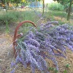 Rozi Garden Badacsony Affittacamere