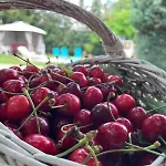 Affittacamere Rozi Garden Badacsony Badacsonytomaj