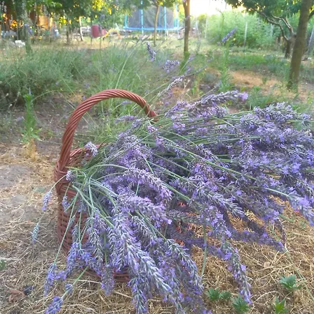 Rozi Garden Vendeghaz Badacsony Pensjonat